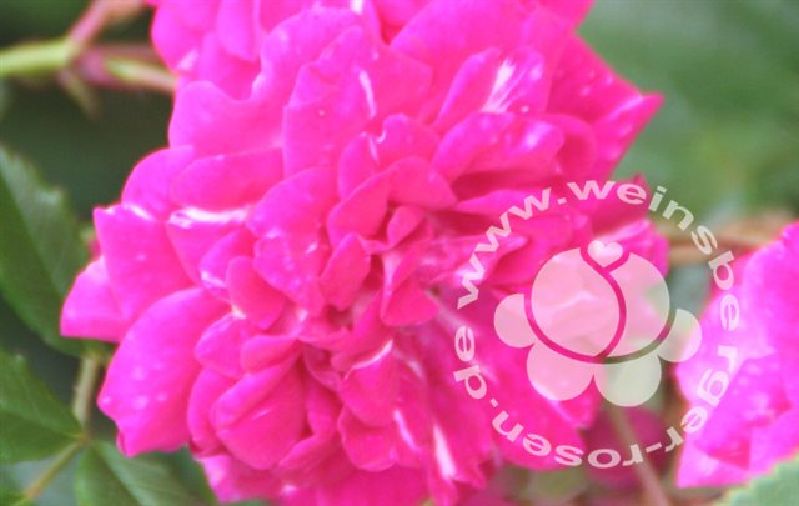 Rose 'Super Excelsa' ® Kletterrose – Bild 4