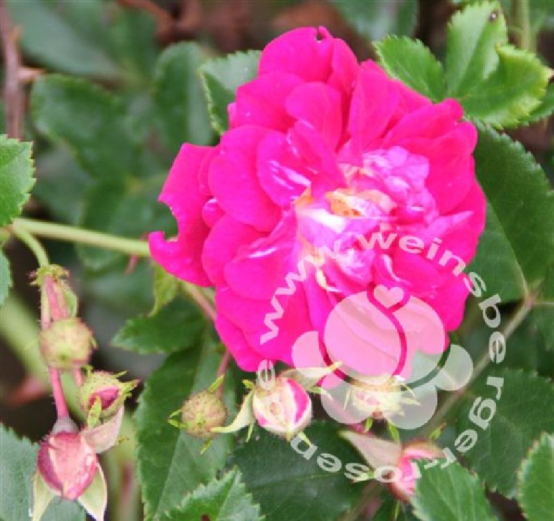 Rose 'Super Excelsa' ® Kletterrose – Bild 5