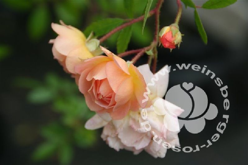 Rose 'Ghislaine de Feligonde' Strauchrose