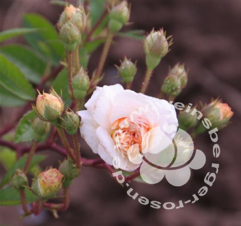 Rose 'Ghislaine de Feligonde' Strauchrose – Bild 3