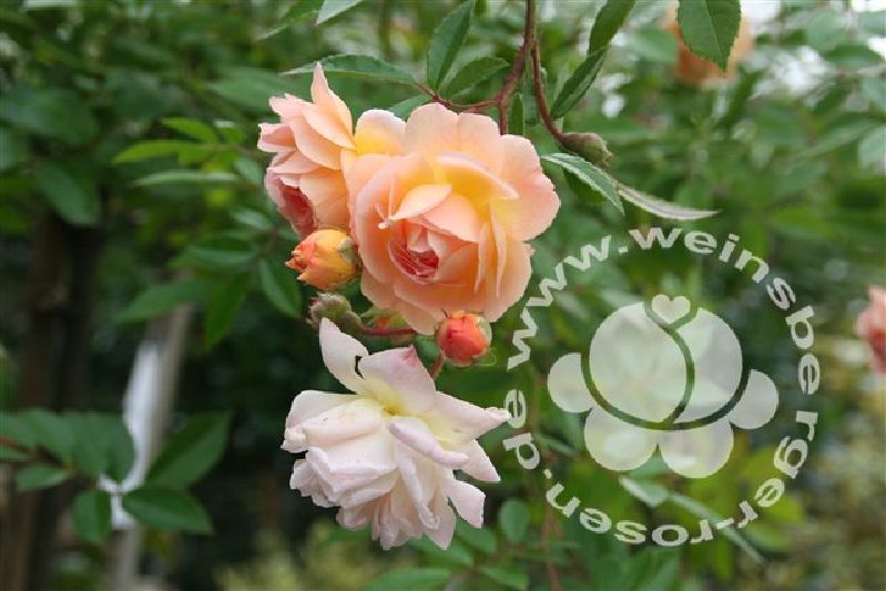 Rose 'Ghislaine de Feligonde' Strauchrose – Bild 4