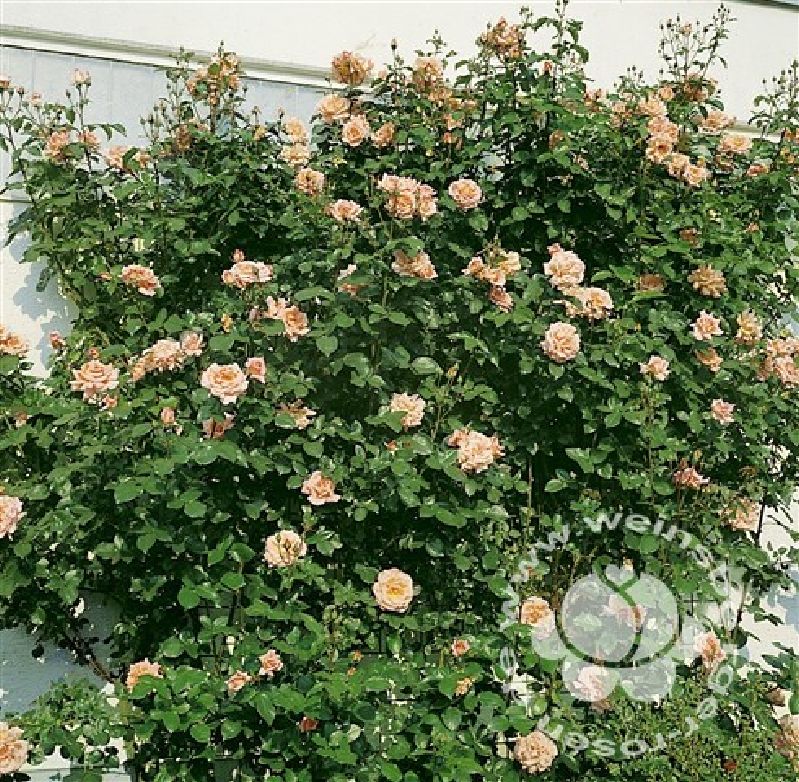 Rose 'Compassion' ® Kletterrose