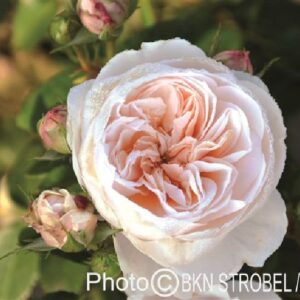 Rose 'Sabrina' ® Kletterrose