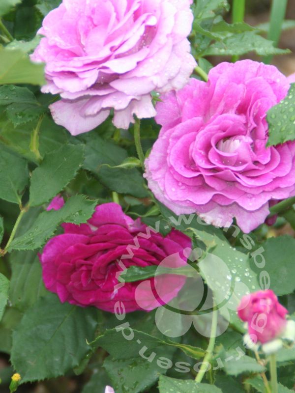 Rose 'Climbing Violette Parfumée' © Kletterrose