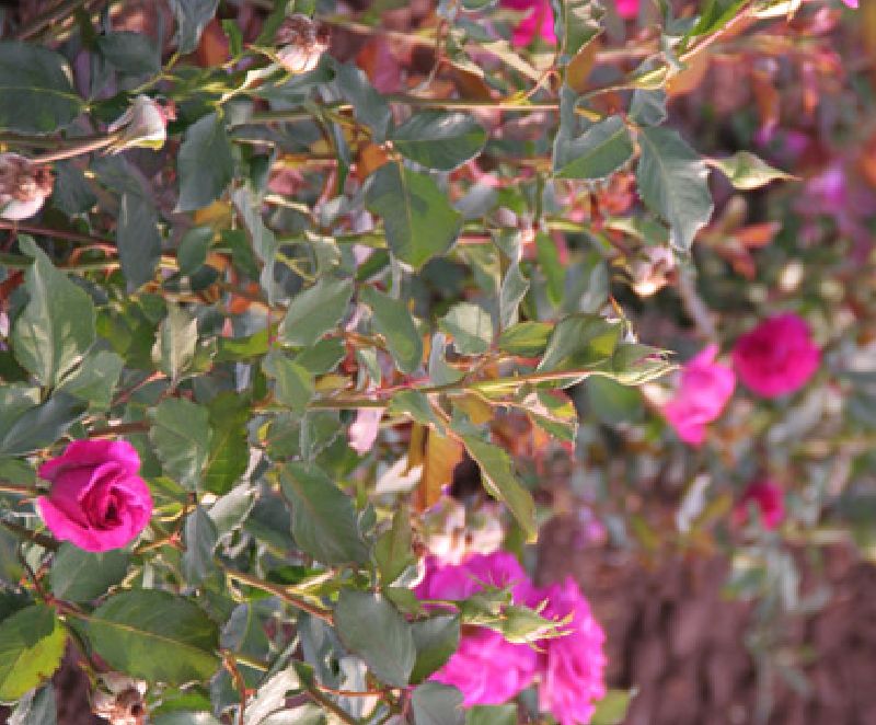 Rose 'Climbing Violette Parfumée' © Kletterrose – Bild 3