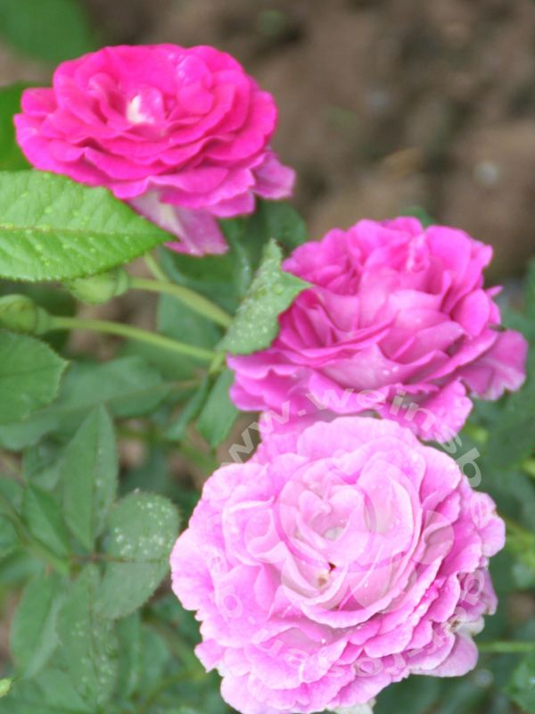 Rose 'Climbing Violette Parfumée' © Kletterrose – Bild 4