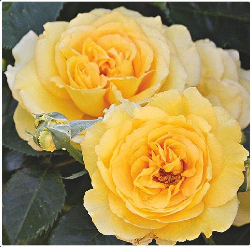 Rose 'Sommergold' ® Kletterrose