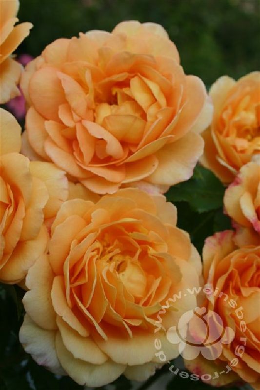 Rose 'Sonnenwelt' ® Strauchrose