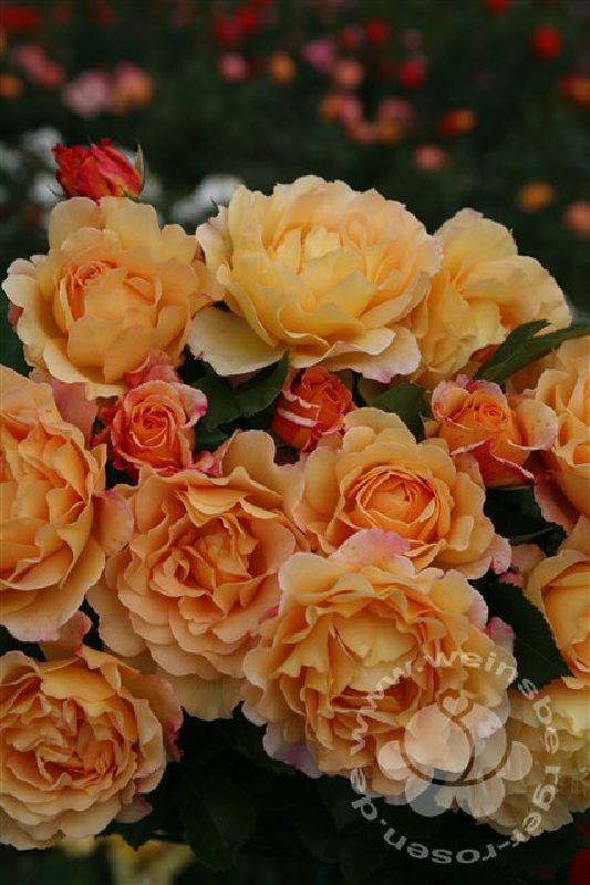 Rose 'Sonnenwelt' ® Strauchrose – Bild 3