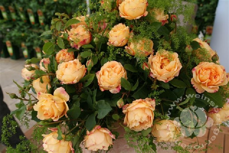 Rose 'Sonnenwelt' ® Strauchrose – Bild 4