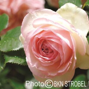 Rose 'Eden Rose '85'  ®