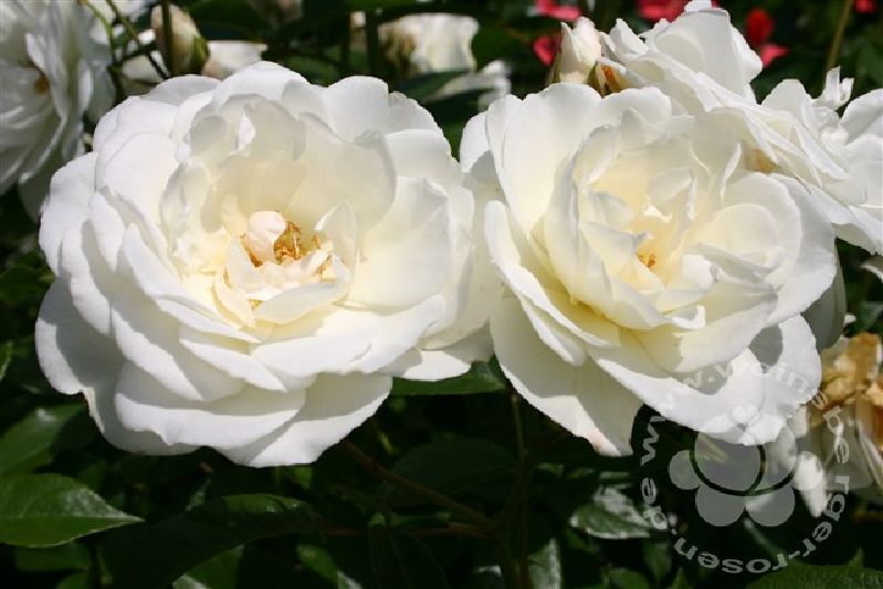 Rose 'Schneewittchen' ® Strauchrose