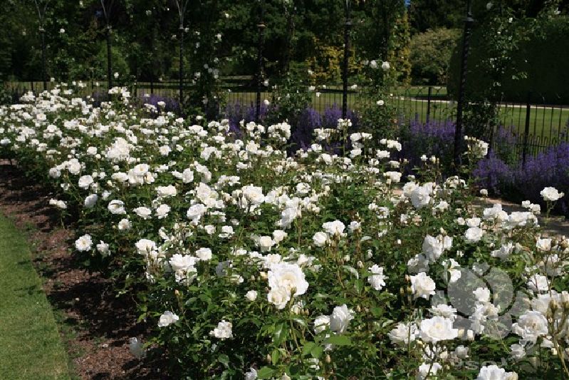 Rose 'Schneewittchen' ® Strauchrose – Bild 3