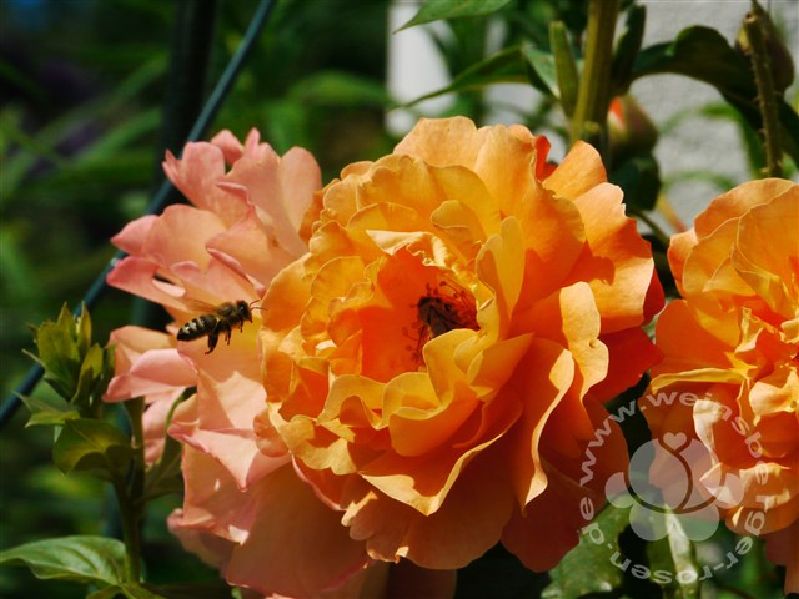 Rose 'Westerland' ® Strauchrose