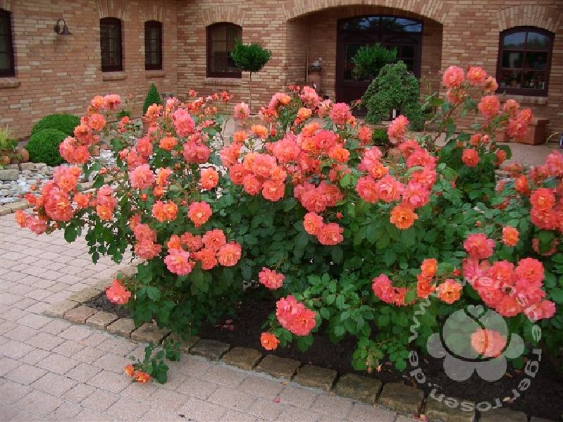 Rose 'Westerland' ® Strauchrose – Bild 3